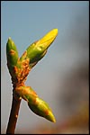 photo Bourgeons de forsythia