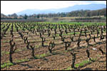 photo Les ceps de vigne 