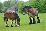 photo Couple de chevaux