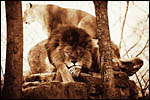 photo Couple de lions au repos