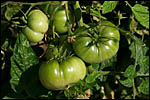 photo Les tomates vertes