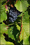 photo Grappe de raisins