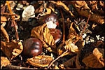 photo Les marrons