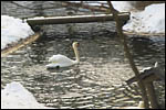 photo Le cygne