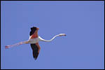 Galerie Les flamants roses