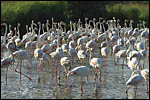 photo Les flamants roses