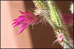 photo Cactus