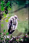 photo Le hron au bord de l'eau