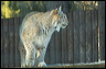 photo Le lynx