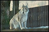 photo Le lynx assis