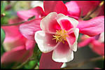 photo Rose et blanc