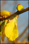 photo Forsythia