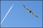 photo La Mouette et l'avion