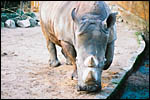 photo Le rhinoceros