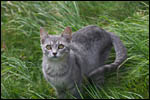 photo Sokette dans l'herbe