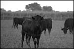 photo Taureau camarguais