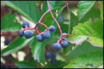 photo Vigne vierge