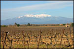 photo Les vignes et le Canigou