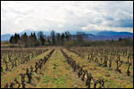 photo Vignobles du Roussillon